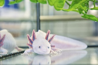 Leucistic axolotl in the CRTD Dresden