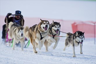 Sled dog race in Nassau Erzgeb