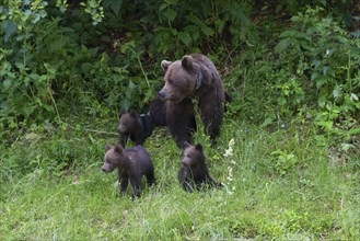 Adult European brown bear (Ursus arctos arctos) with cubs, Transylvania, Carpathians, Romania,