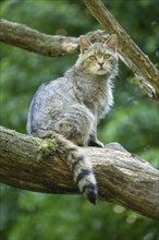 European wildcat (Felis silvestris) looking attentively, Germany, Europe