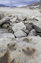 Ornithopod footprints in sandstone at the Lower Cretaceous dinosaur tracksite at Boltodden,