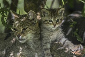 European wildcat (Felis silvestris silvestris), wild cat female with kitten resting in underbrush