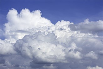 Developping congestus cloud also known as towering cumulus clouds (Cumulus) on a hot thundry day in