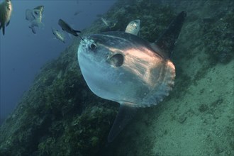 Ocean sunfish (Mola mola), Dive site Marine Reserve Cap de Creus, Rosas, Costa Brava, Spain,