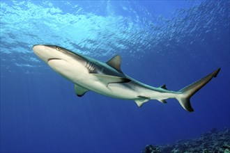 Large female grey reef shark (Carcharhinus amblyrhynchos) Shark swimming in backlight under water