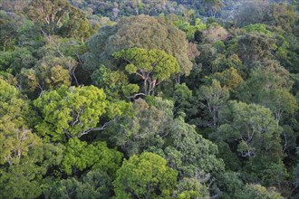 View over the canopy of the Adolpho Ducke Forest Reserve, Manaus, Amazonia State, Brazil, South