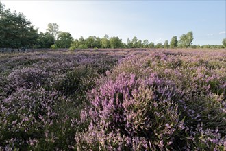 Heath blossom in the Osterheide in the Lüneburg Heath nature reserve. Schneverdingen, Lower Saxony,