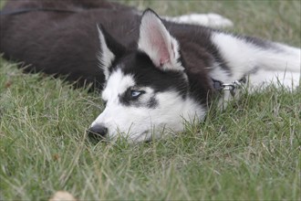 Siberian Husky female (Canis lupus familaris), 5 months, lying on a meadow, North Rhine-Westphalia,