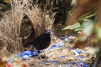 Male silk bowerbird at his arbour. Wollongong, Australia (NSW)