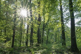 Mixed deciduous forest in spring backlit with sun star, Thuringia, Germany, Europe