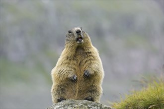 Alarmed Alpine marmot (Marmota marmota) standing up and calling from rock in the mountains, Hohe