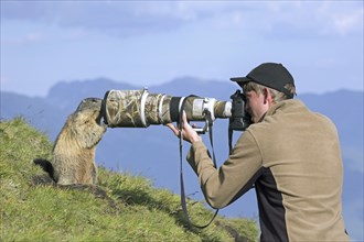 Wildlife photographer taking pictures of tame Alpine marmot (Marmota marmota) with long telephoto