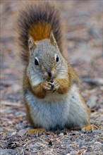 Common Canadian red squirrel (Tamiasciurus hudsonicus) sitting on the ground, eating, tail attached