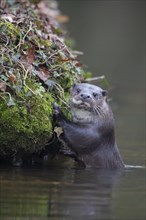 European otter (Lutra lutra) adult by a river bank, Norfolk, England, United Kingdom, Europe