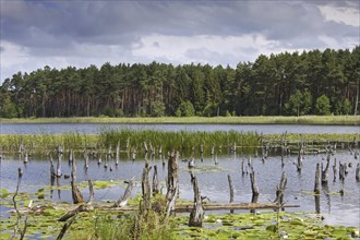 Mühlensee, Lake Muehlen near Kargow in the Mueritz National Park, Müritz-Nationalpark in summer,