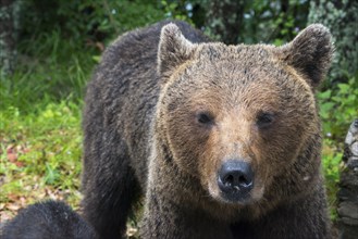 Adult European brown bear (Ursus arctos arctos), Transylvania, Carpathians, Romania, Europe