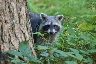 Raccoon (Procyon lotor), standing on a tree trunk in the forest, Hesse, Germany, Europe