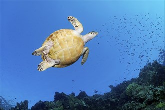 Hawksbill sea turtle (Eretmochelys imbricata) from below on coral reef, Great Barrier Reef, UNESCO