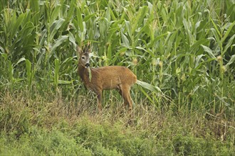 European roe deer (Capreolus capreolus) buck feeding on maize field, Lower Austria, Austria, Europe