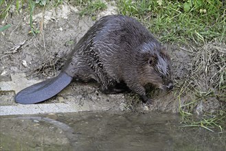 Eurasian beaver, european beaver (Castor fiber) standing on the river bank, Freiamt, Canton Aargau,