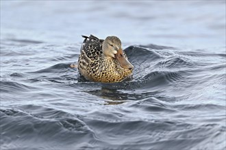 Northern shoveler (Spatula clypeata) (Syn.: Anas clypeata), female swimming on Lake Zug,