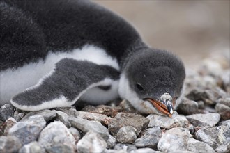 Gentoo Penguin (Pygoscelis papua) chick on nest in rookery at Port Lockroy, Antarctica