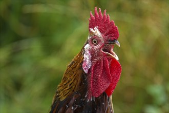 Crowing cock (gallus domesticus), in the grass, close up, Mecklenburg-Western Pomerania, Germany,