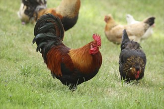 Domestic chickens, free-range, various breeds, organic, Lower Austria, Austria, Europe