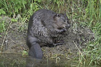 Eurasian beaver, european beaver (Castor fiber) standing on the river bank, Freiamt, Canton Aargau,