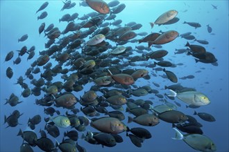 Shoal of elongate surgeonfish (Acanthurus mata) swimming in the open sea. Great Barrier Reef,