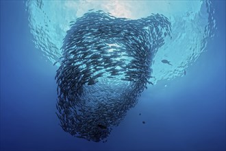 Shoal of Bigeye Spiny Mackerel (Caranx sexfasciatus) circling, circulating in the open sea, Great