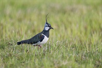 Northern lapwing (Vanellus vanellus), Lower Saxony, Germany, Europe