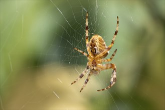 European garden spider (Araneus diadematus), lower view, sitting in web, Ternitz, Lower Austria,