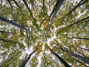 Autumn leaves, autumn atmosphere, colourful leaves, beech forest, view of the treetops, golden