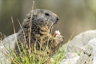 Marmot, (Marmoto marmota), animal portrait, France, Europe