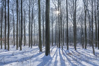 Deciduous forest in winter, snow, sun star, Hainich National Park, Thuringia, Germany, Europe