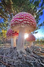 Red fly agaric (Amanita muscaria), poisonous mushroom, red cap with white spots, lucky mushroom,