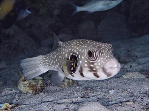 White-spotted puffer (Arothron Hispidus), dive site House Reef, Mangrove Bay, El Quesir, Red Sea,