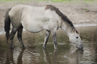 Dülmen wild horse drinking, Merfelder Bruch, Dülmen, North Rhine-Westphalia, Germany, Europe