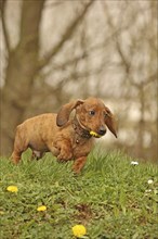 Dachshund, dachshund, young animal, 12 weeks old