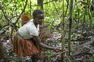 Pygmy woman from the Baka or BaAka tribe setting up her hunting net in the forest, Dzanga-Sangha