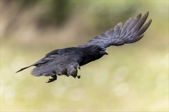 Carrion crow (Corvus corone) in flight, wildlife, Germany, Europe