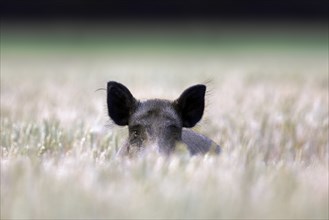 Solitary wild boar (Sus scrofa) sow, female foraging in wheat field, cornfield in summer