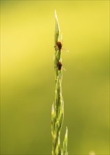 Three ticks, castor bean tick (Ixodes ricinus), lurking on a blade of grass in a meadow, female