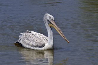 Portrait of Pink-backed Pelican (Pelecanus rufescens) swimming in lake, native to Africa