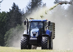 Forage harvesting on an organic farm A forage harvester transports the chopped forage grass into a