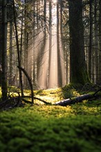 Majestic rays of sunshine flood through the treetops and create a calming scene, Unterhaugstett,