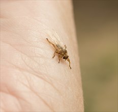 Deer ked (Lipoptena cervi) or deer louse on human skin, bloodsucker, parasite, parasite, carrier of