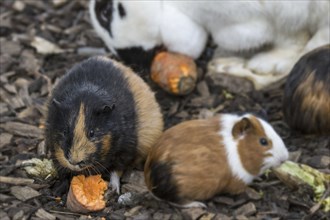 Domestic cavias, guinea pigs, cavies and rabbit eating carrots in children's farm, petting zoo