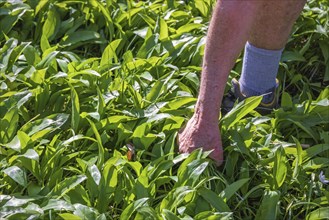 A man picking green edible wild garlic (Allium ursinum) leaves for cooking